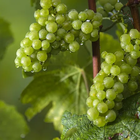 Weingut Dreisiebner Stammhaus *