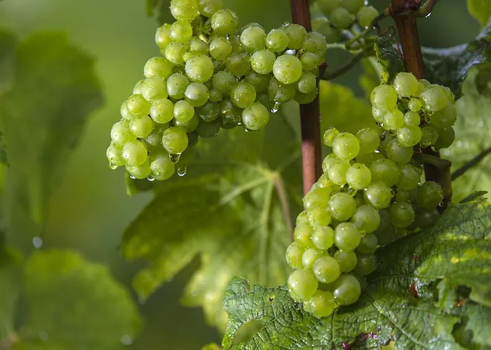 Weingut Dreisiebner Stammhaus *